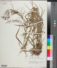 Scirpus divaricatus image
