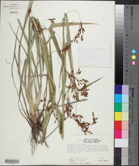 Scirpus lineatus image