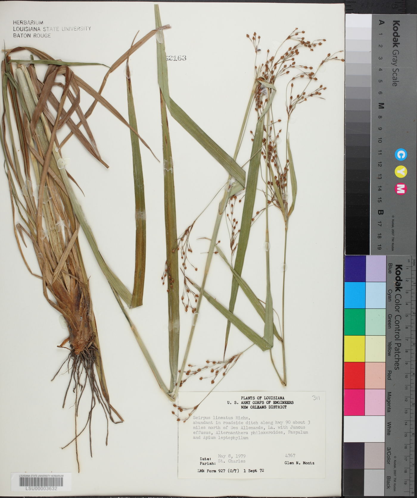 Scirpus lineatus image