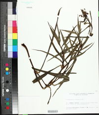 Tradescantia ohiensis image