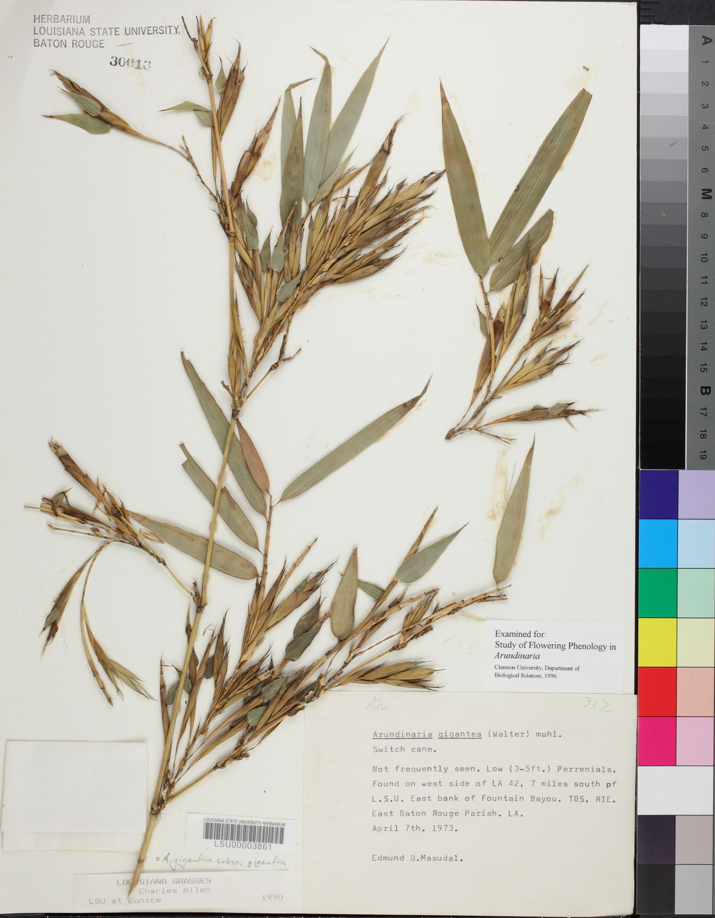Arundinaria gigantea subsp. gigantea image