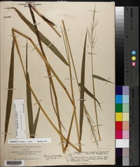 Leersia hexandra image