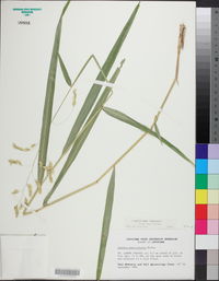 Leersia lenticularis image