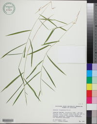 Leersia virginica image