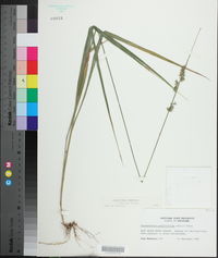 Chasmanthium sessiliflorum image