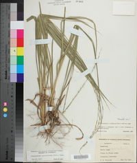Chasmanthium sessiliflorum image