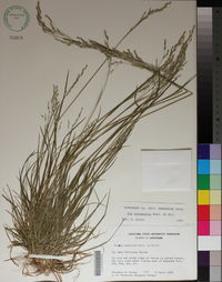 Poa autumnalis image