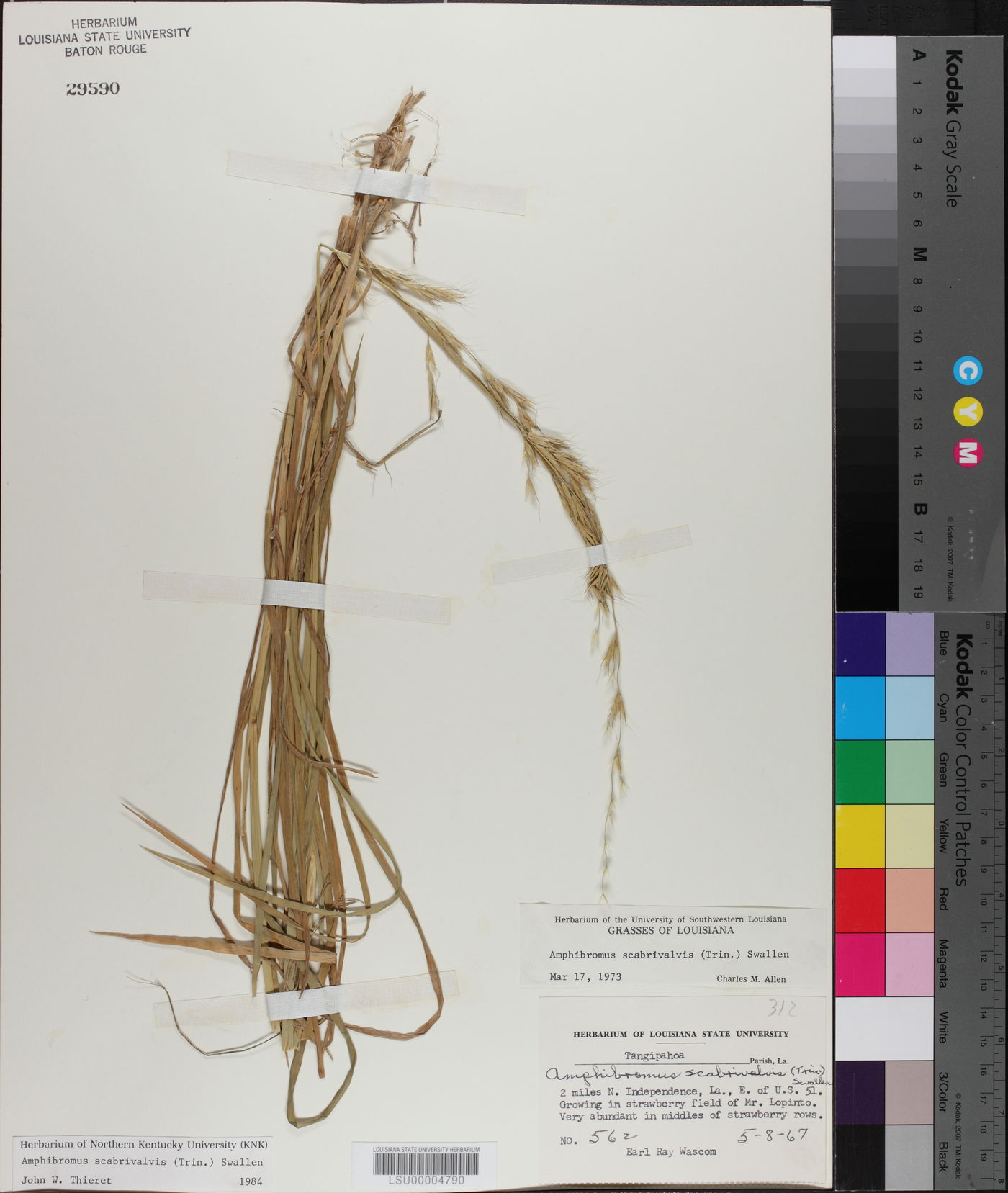 Amphibromus scabrivalvis image