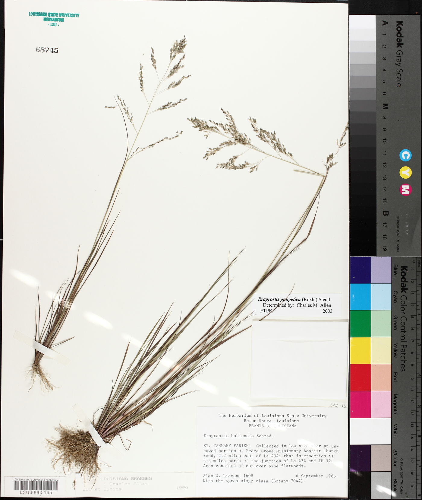 Eragrostis gangetica image