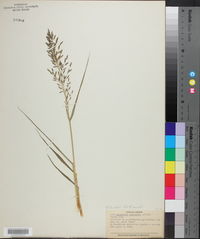 Eragrostis ferruginea image