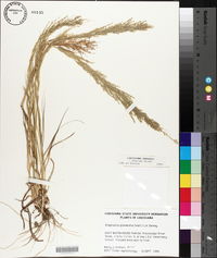 Eragrostis japonica image