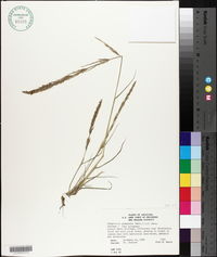 Eragrostis japonica image
