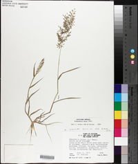 Eragrostis minor image