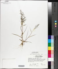 Eragrostis minor image