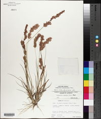 Eragrostis secundiflora image