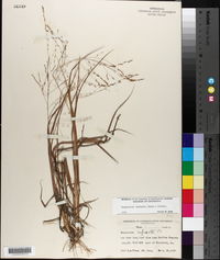 Eragrostis refracta image