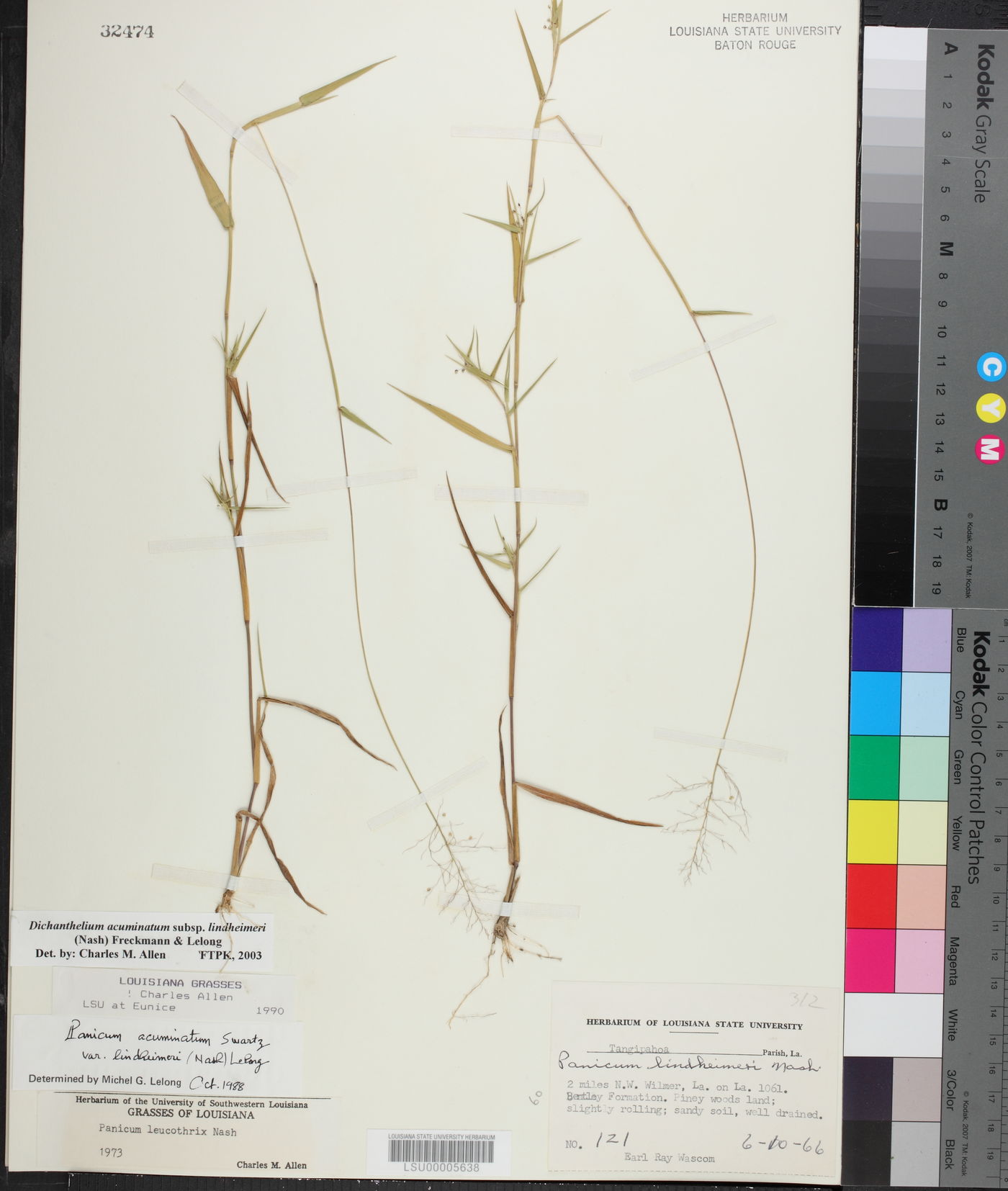 Dichanthelium acuminatum subsp. lindheimeri image