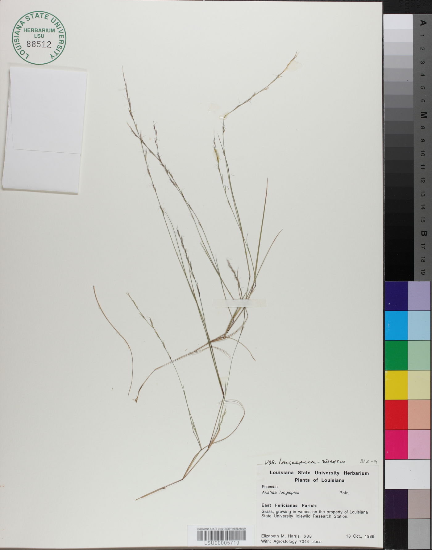 Aristida longespica var. longespica image