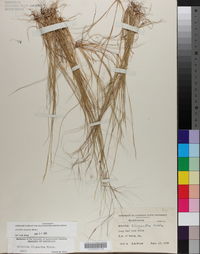 Aristida oligantha image