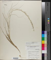 Aristida purpurascens var. purpurascens image