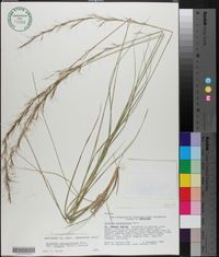 Aristida purpurascens var. virgata image