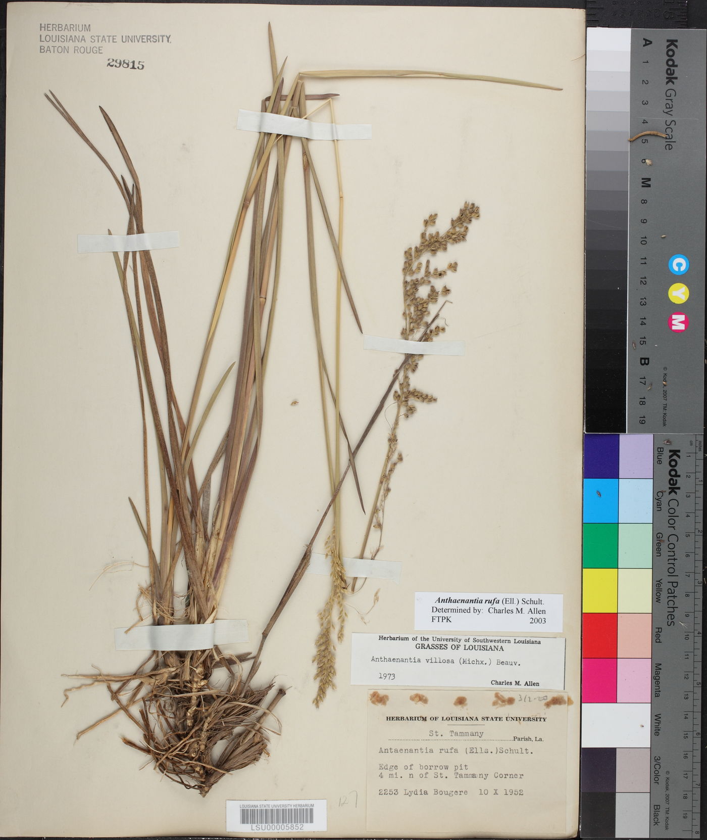 Anthaenantia rufa image
