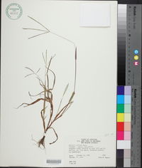 Axonopus fissifolius image