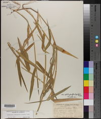 Urochloa platyphylla image