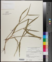 Urochloa platyphylla image