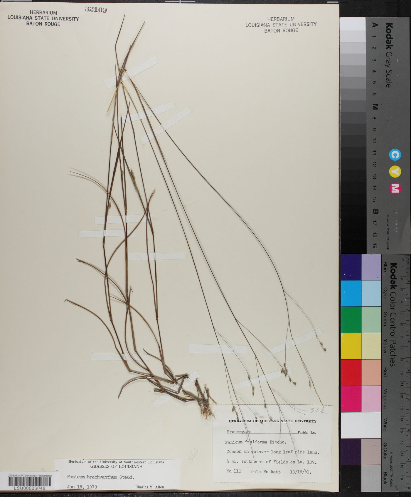 Kellochloa brachyantha image