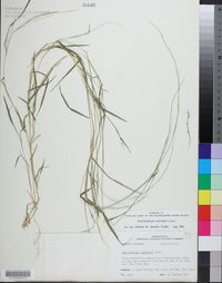 Muhlenbergia schreberi image