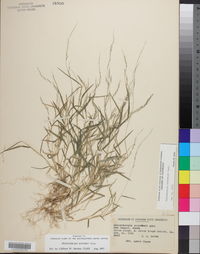 Muhlenbergia schreberi image