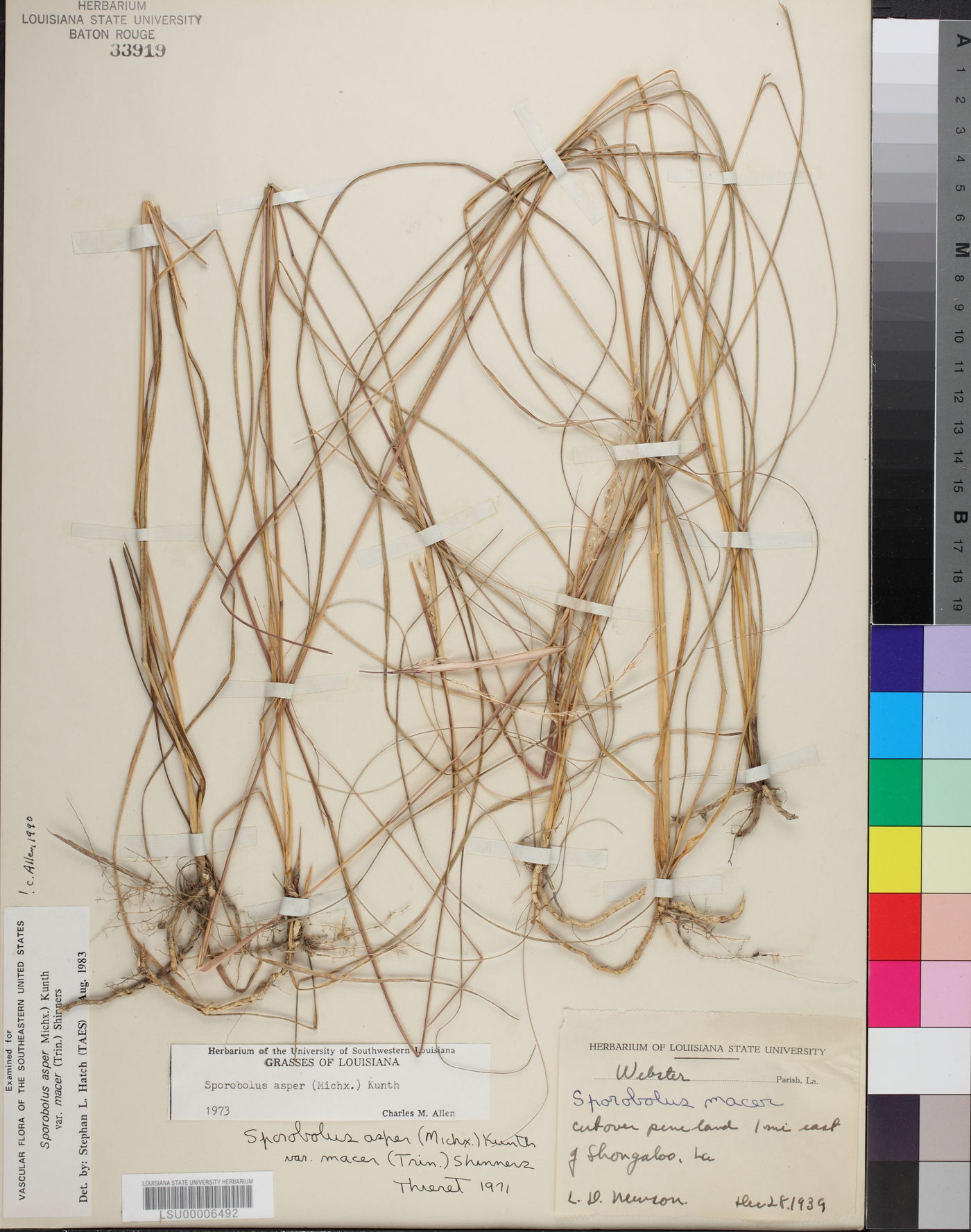 Sporobolus compositus var. macer image