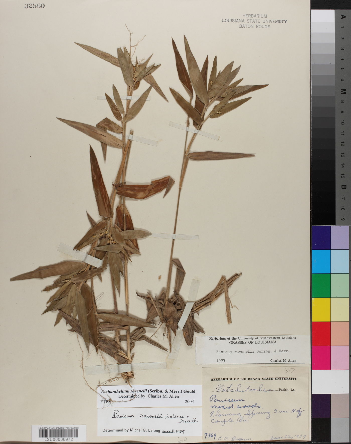Dichanthelium ravenelii image