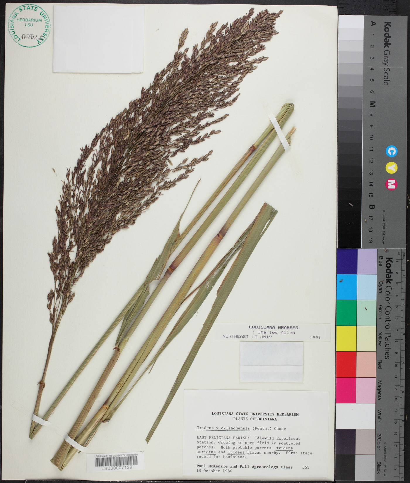 Tridens muticus var. elongatus image