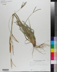Eustachys petraea image