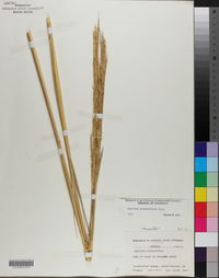 Spartina alterniflora image