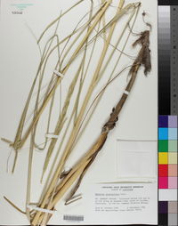 Spartina alterniflora image