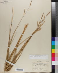 Spartina patens image