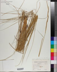 Spartina patens image