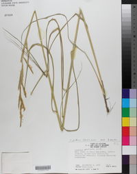 Spartina patens image