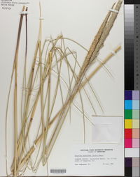 Spartina spartinae image