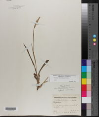 Paspalum floridanum image