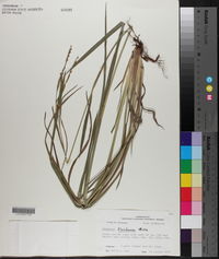 Paspalum floridanum image