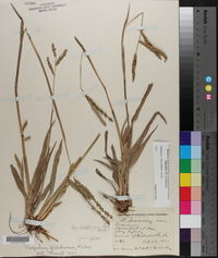 Paspalum floridanum image