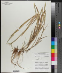 Urochloa platyphylla image