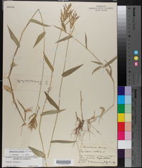 Urochloa reptans image