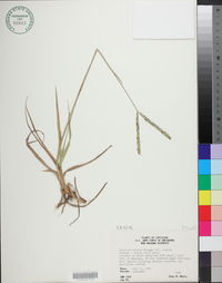 Paspalum notatum image