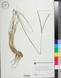 Paspalum notatum image