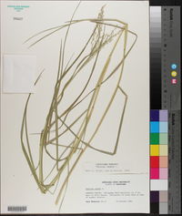 Panicum repens image